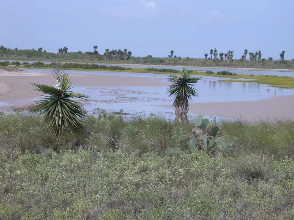 Texas Laguna Atascosa NWR Scene