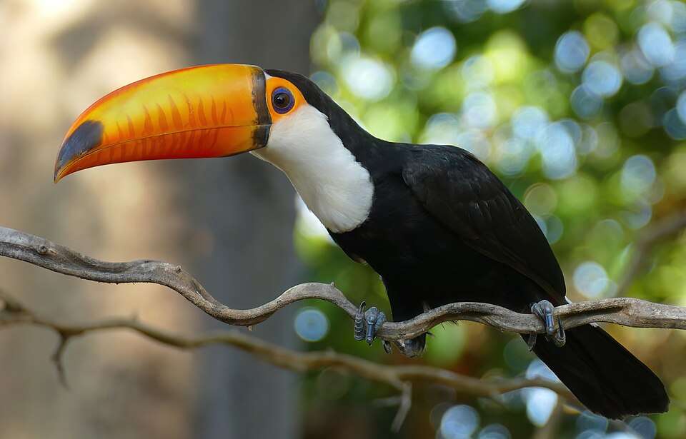 Large black bird with white throat and huge orange beak.
