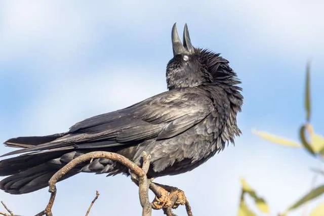 Large glossy black crow with big bill.