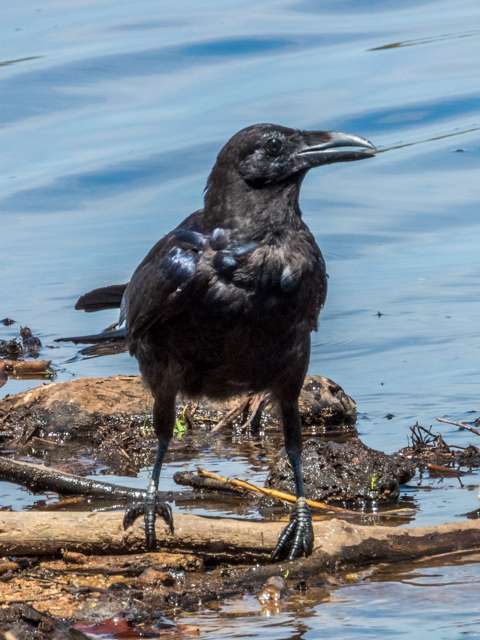 Large glossy black crow with big bill.