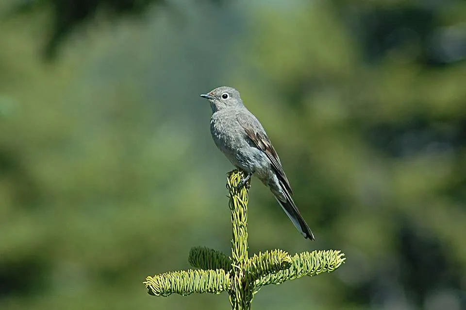 Mid gray songbird with a white eye ring.