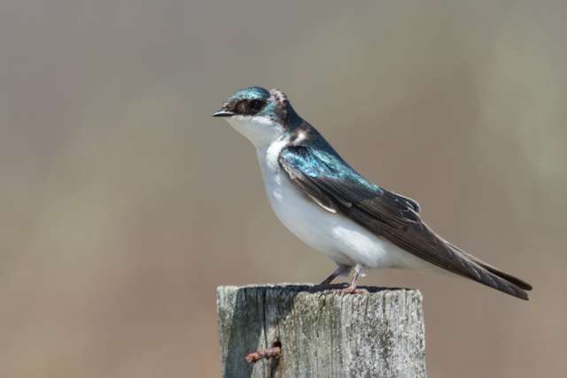 Swallow with glossy green back and white chin, breast and belly.