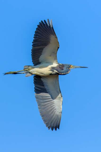 Large multi colored waterbird with long neck extended.