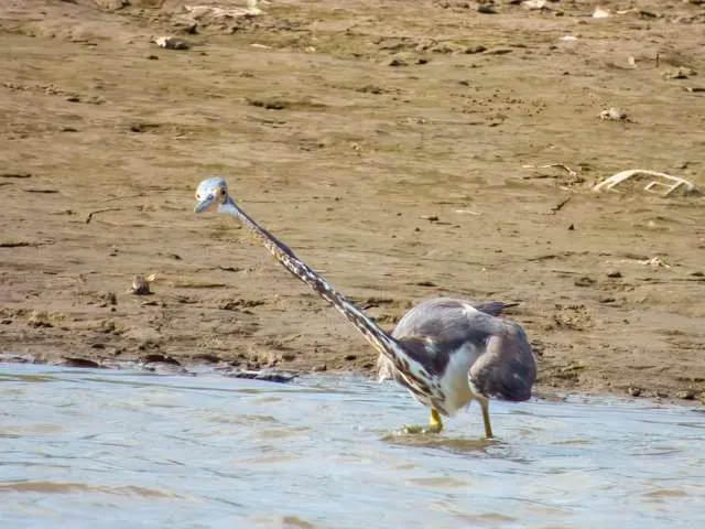 Large multi colored waterbird with long neck extended.