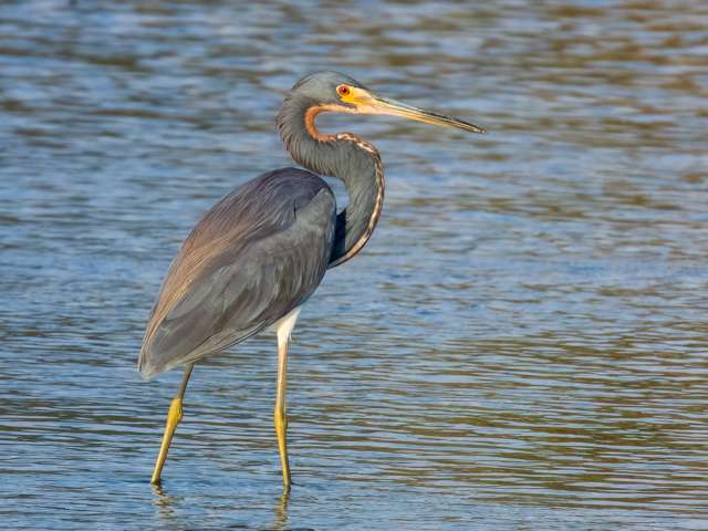 Large multi colored waterbird with long neck pulled in.