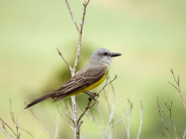 Medium sized flycatcher with grey back, bright yellow breast and greay head.