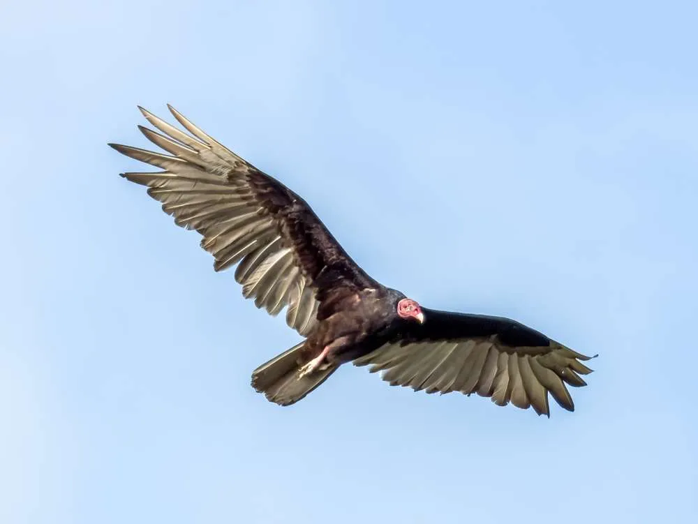 Turkey Vulutre in flight