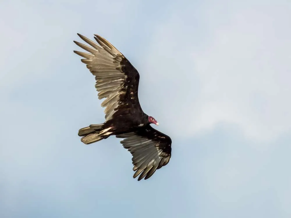 Turkey Vulutre in flight