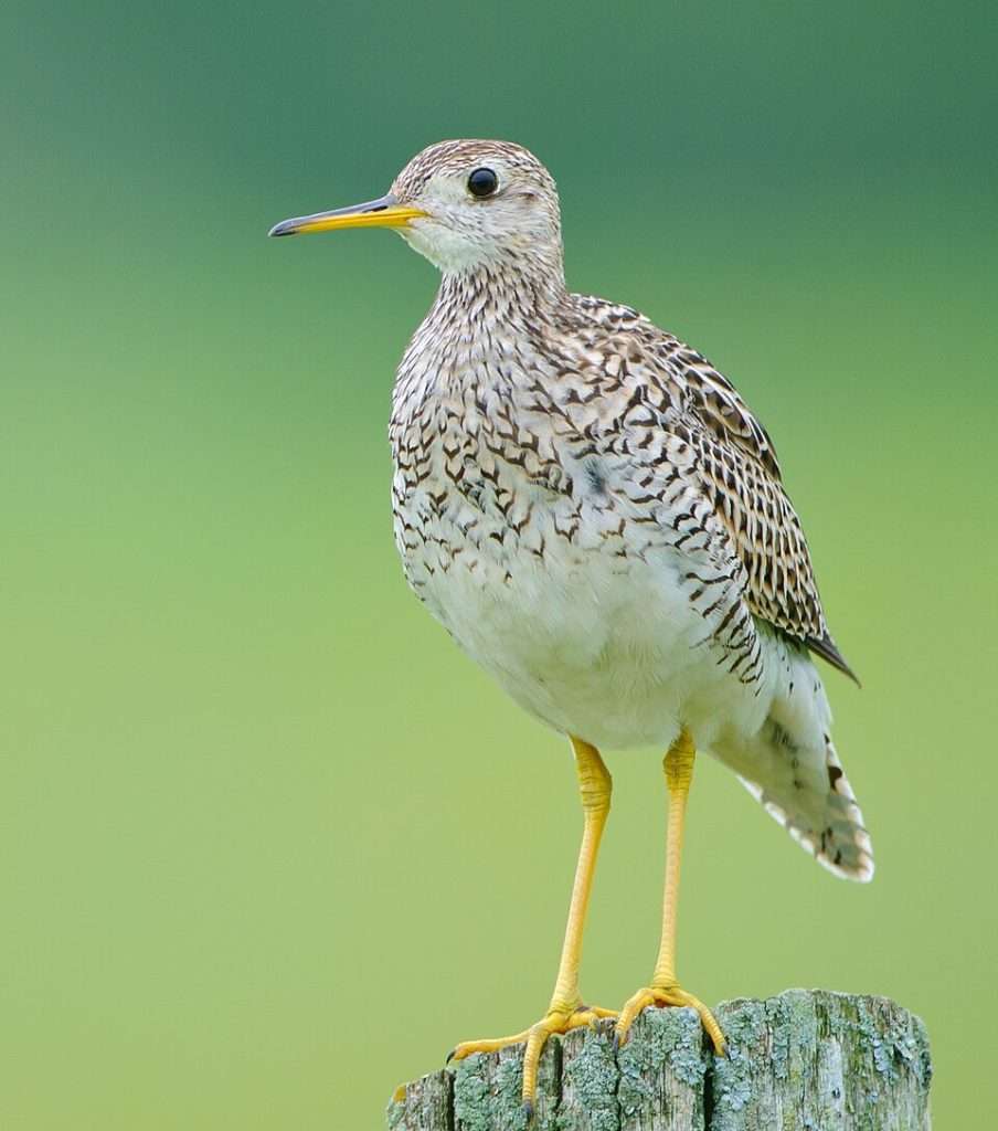 Large wading bird with pale plumage, darker streaks on the back and breast and yellowish bill.