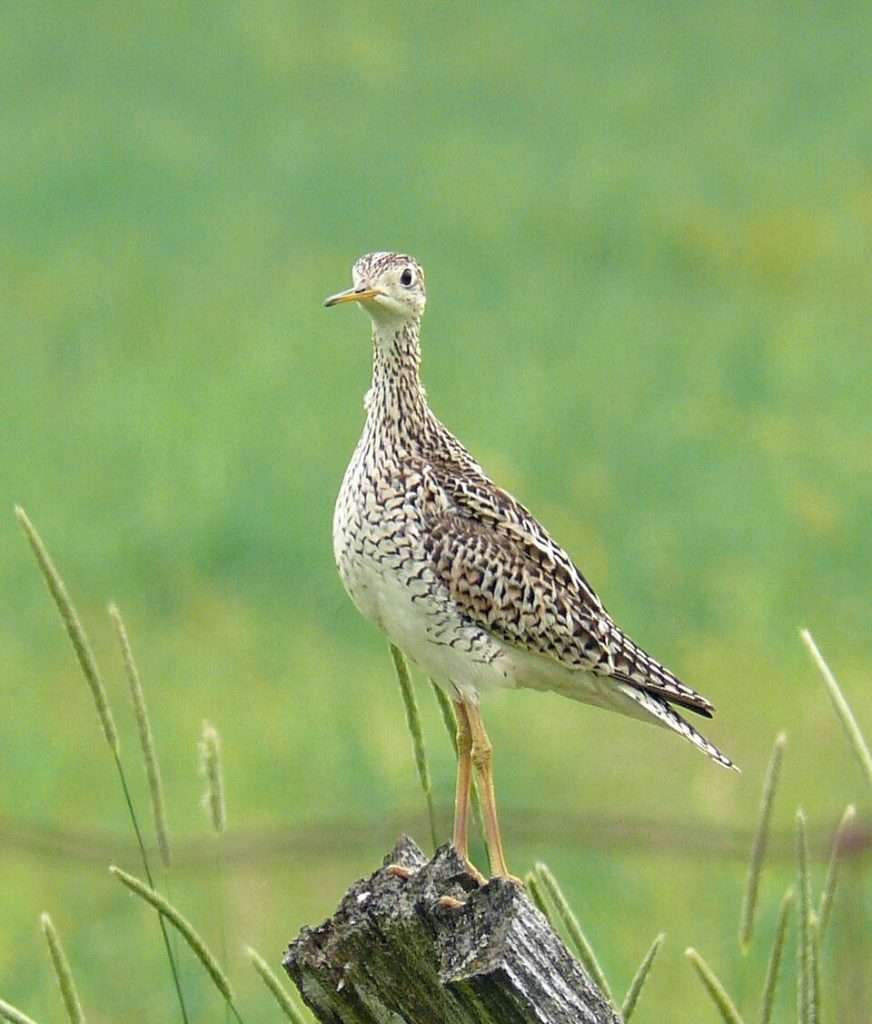 Large wading bird with pale plumage, darker streaks on the back and breast and yellowish bill.