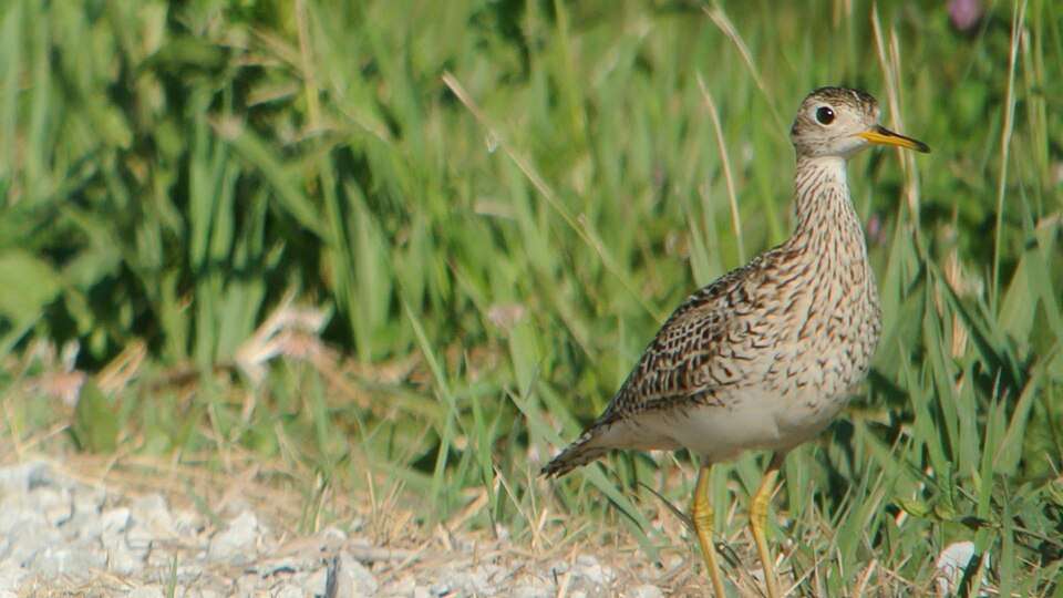 Large wading bird with pale plumage, darker streaks on the back and breast and yellowish bill.
