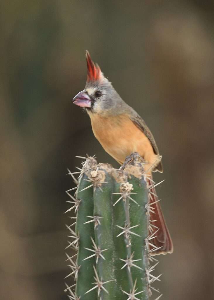 Vermilion Cardinal with mixed colored plumage