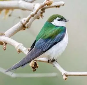 A small grey and glossy green bird.