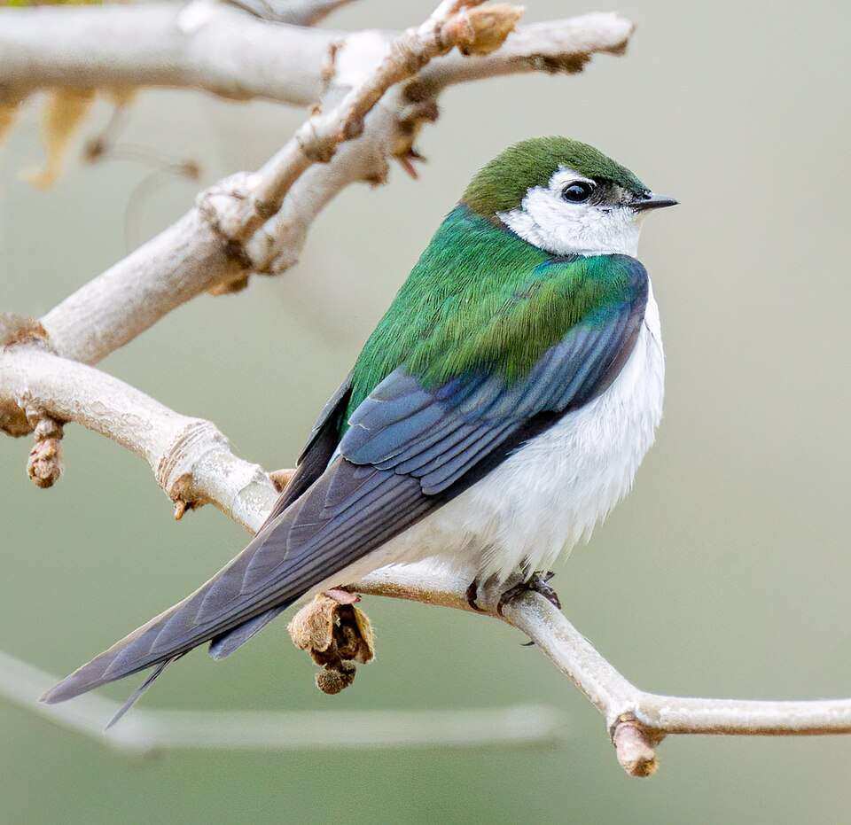 A small grey and glossy green bird.