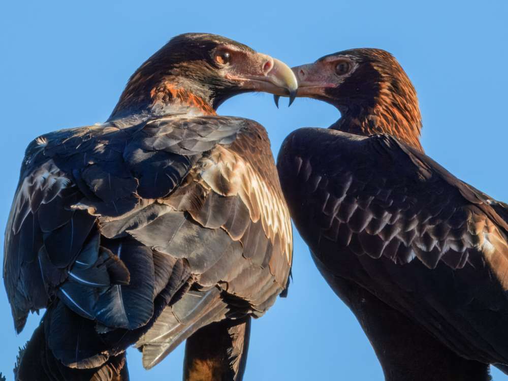 Head shot of a pair of Wedge-tailed Eagle