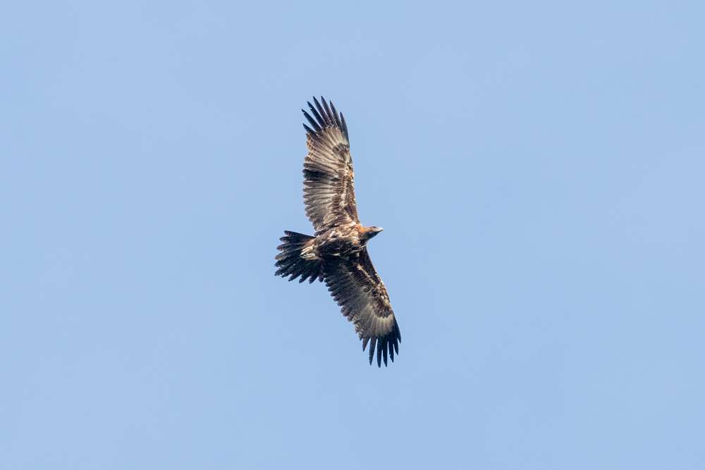 Juvenile Wedge-tailed Eagle in flight