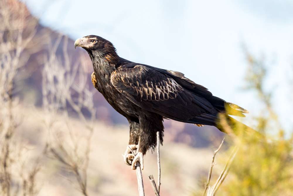 Wedge-tailed Eagle standing on dead branch