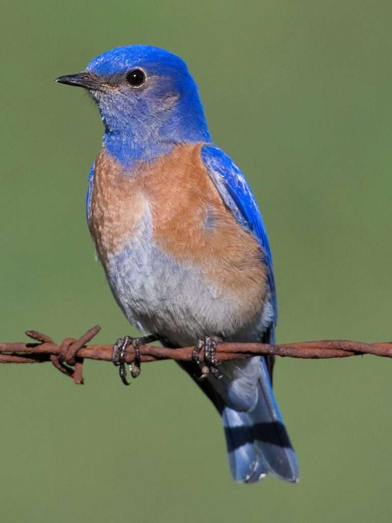 A small bird is standing on a wire. It has a bright blue head and back and rusty breast.