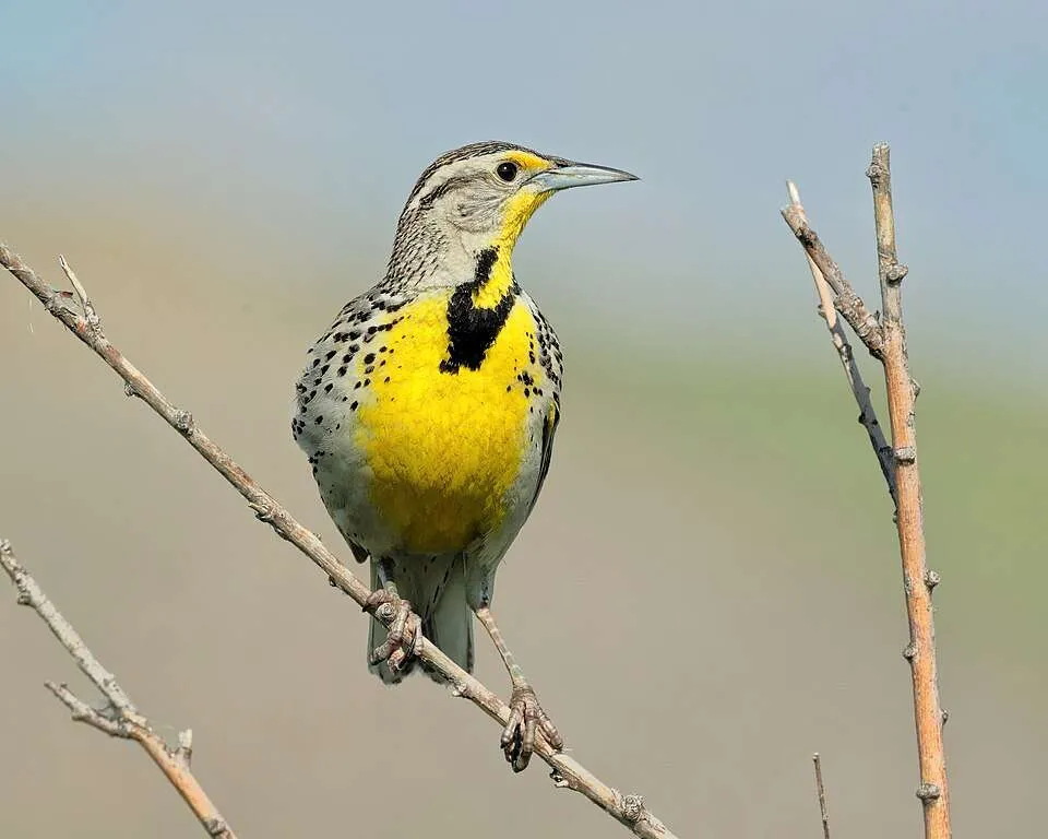 Medium sized field bird with pale tan plumage and bright yellow breast and black accents.
