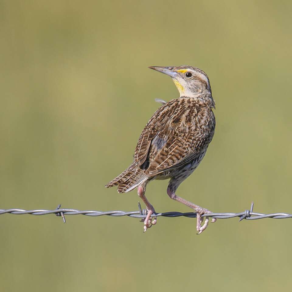 Medium sized field bird with pale tan plumage and bright yellow breast and black accents.