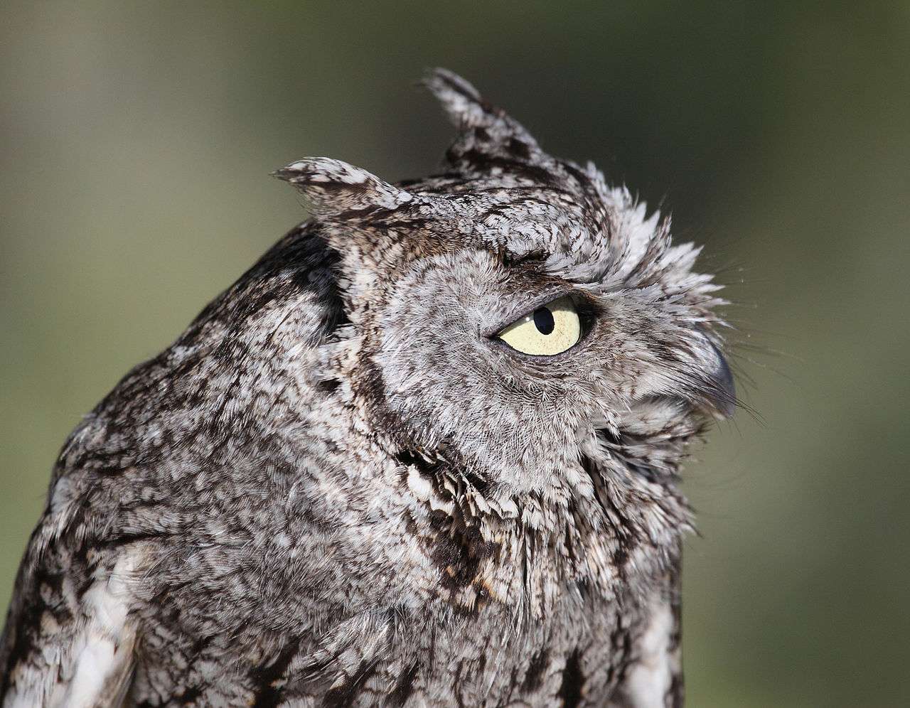 Western Screech-Owl close up of the head