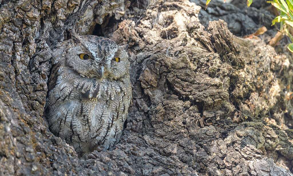 Western Screech-Owl looking out of a tree cavity