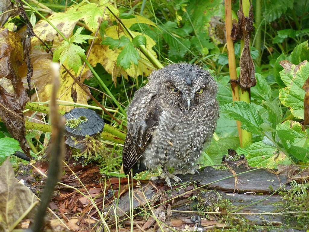 Western Screech-Owl chick on the ground in grass