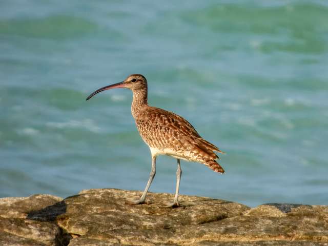 Large shorebird with brown speckled plumage and long curved bill.