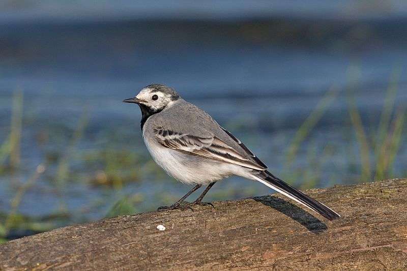 White and gray ground bird.