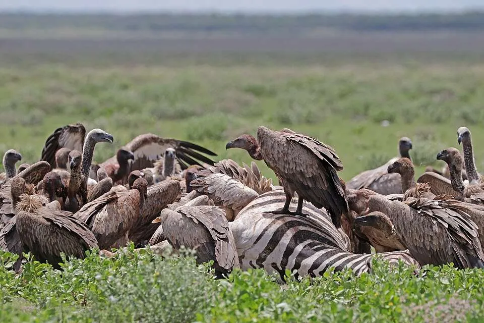 Group of vultures eating a dead zebra.