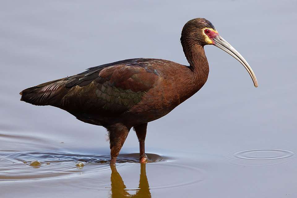 Elegant waterbird with glossy brown pluamge, white border around the face and long, decurved bill.