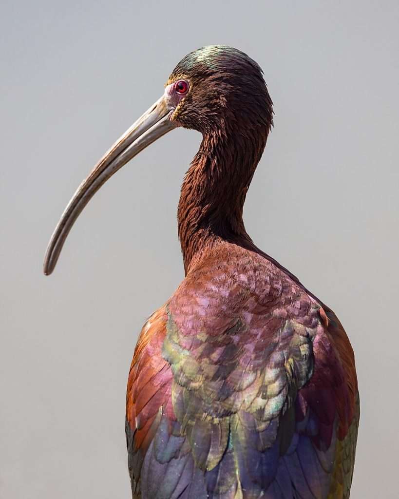 Elegant waterbird with glossy brown pluamge, white border around the face and long, decurved bill.