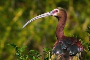 Elegant waterbird with glossy brown pluamge, white border around the face and long, decurved bill.