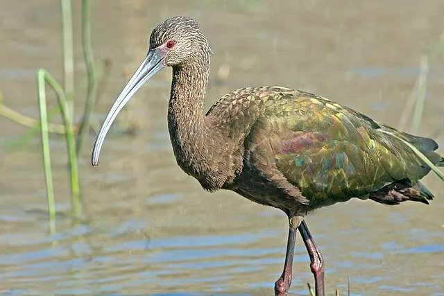 Elegant waterbird with glossy brown pluamge, and long, decurved bill.