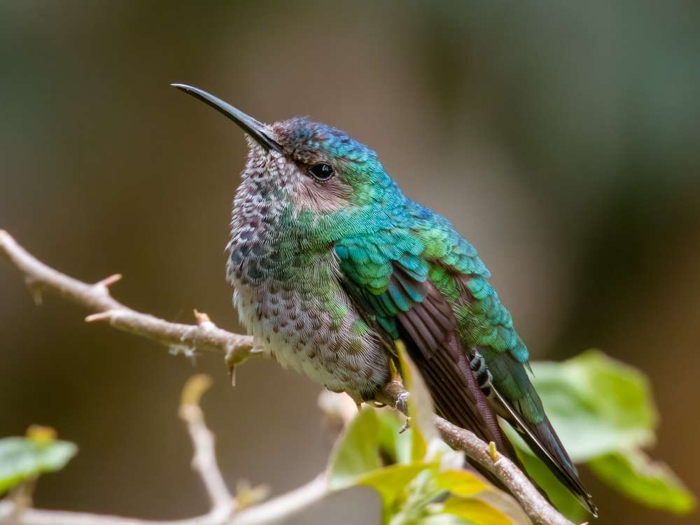 Female White-necked Jacobin on a branch