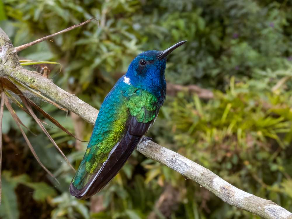Male White-necked Jacobin on a branch