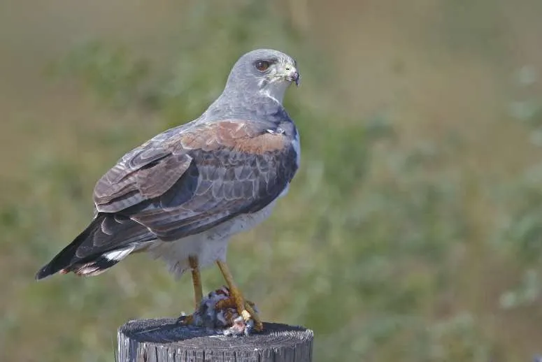 White-tailed Hawk with prey