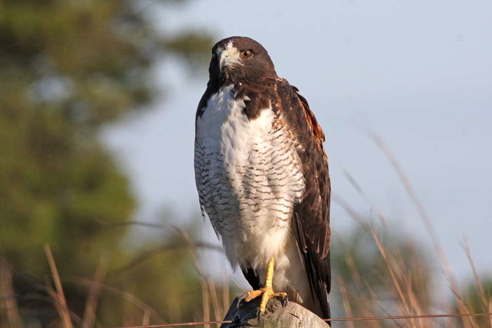 White-tailed Hawk standing on a fence post