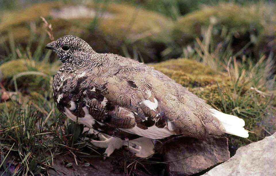 Large, rotund pigeon like gray bird with scalloped patterning.