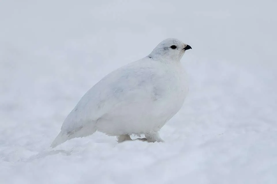 Large rotund and pure white bird on snow.