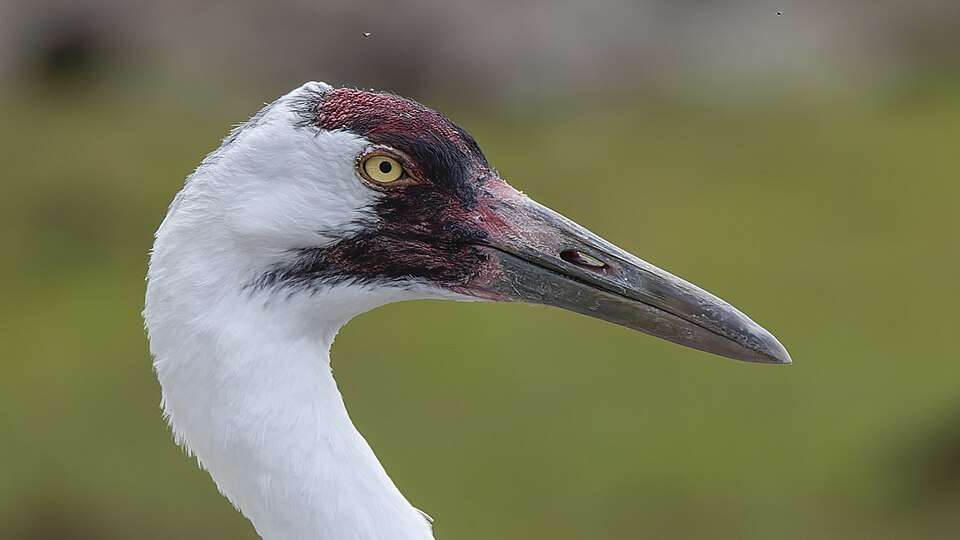Close up of large bird's head. It is white with dark red around the face.