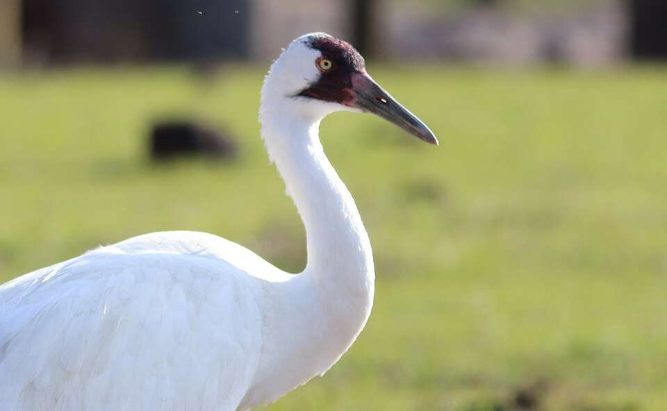 Very large white bird with bright red face and yellow eye.