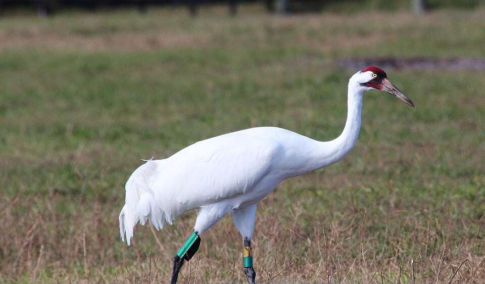 Very large white bird with bright red face and yellow eye.