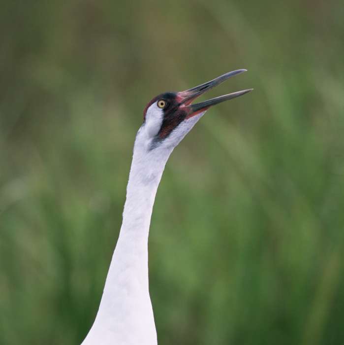 Very large white bird with bright red face and yellow eye. It is calling.