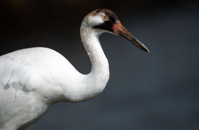 Very large white bird with bright red face and yellow eye.