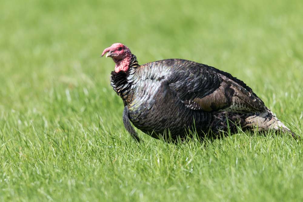 Female Turkey in a field
