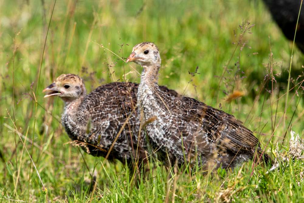 Pair of Turkey chicks in grass