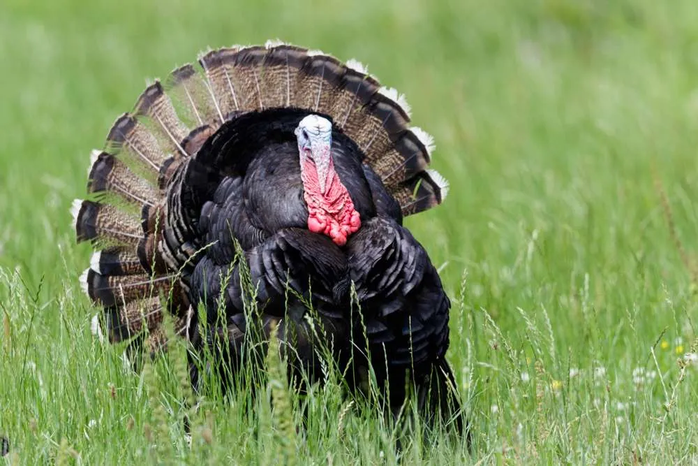 Adult Turkey in a field