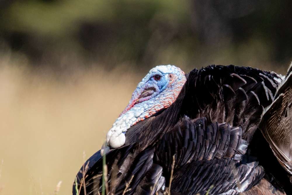 Close up of female Turkey head
