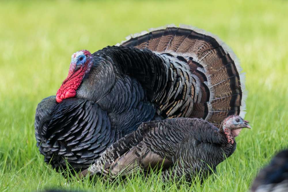 Pair of wild Turkey in a field